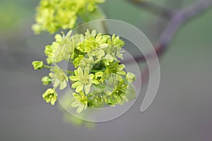 Maple flowers in spring