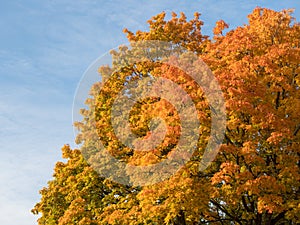 Maple foliage against the sky