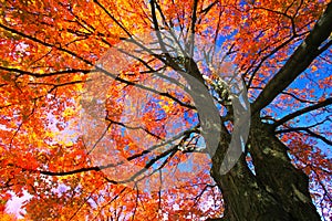 Maple foliage in autumn, Canada