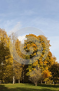 maple foliage in autumn leaf fall