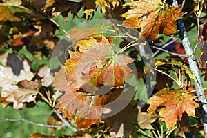 maple foliage in autumn leaf fall