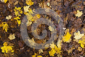 maple foliage in autumn leaf fall