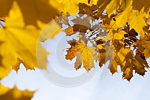 maple foliage in autumn leaf fall