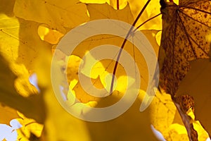 maple foliage in autumn leaf fall