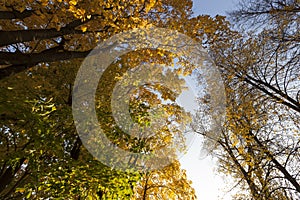 maple foliage in autumn leaf fall