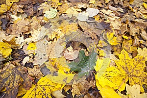 maple foliage in autumn leaf fall