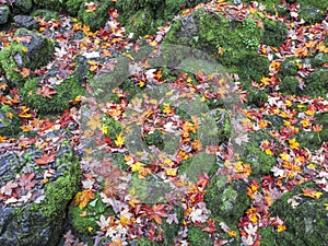 Maple Foliage in Color Contrast to Moss Stones