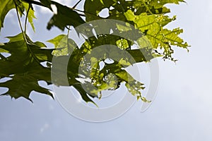 maple foliage damaged by insects
