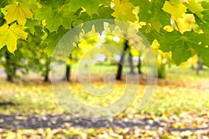 Maple foliage frame in sunny autumn park