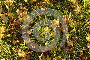 Maple foliage that has changed color in autumn photo