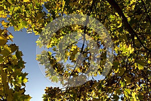 Maple foliage that has changed color in autumn photo