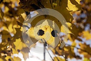 Maple foliage that has changed color in autumn photo