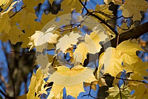 Maple foliage in November photo