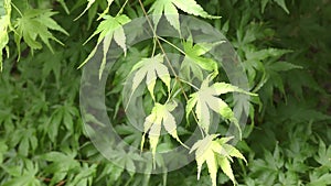 Maple green branch