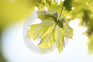 Maple, green leaf photo