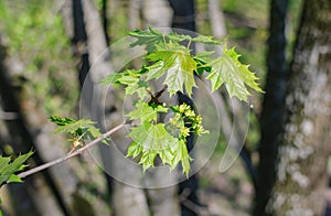 Maple green leaves on a delicate twig, warm spring day