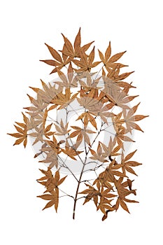 Maple herbarium isolated photo
