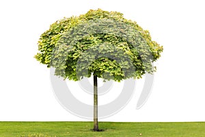 Maple isolated tree