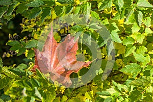 Maple Leaf