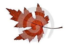 Maple Leaf