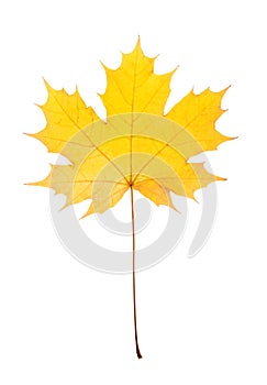 Maple leaf