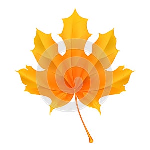 Maple leaf