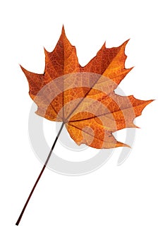 Maple leaf