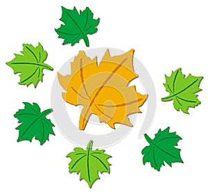 Maple leaf