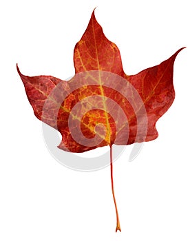 Maple Leaf
