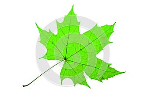 Maple Leaf