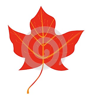 Maple Leaf