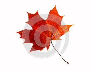 Maple leaf
