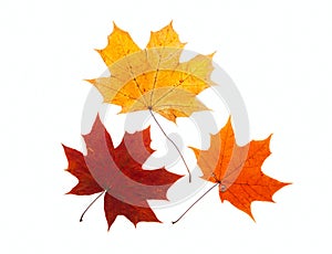 Maple leaf