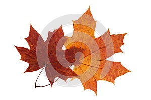 Maple leaf