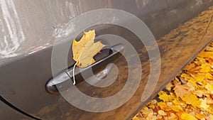 Maple leaf adhered to car door handle during leaf fall