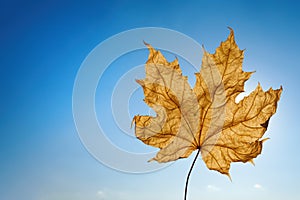 Maple leaf against blue sunny sky. Copy space, autumn mood