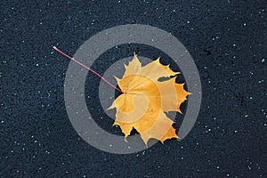 Maple leaf on asphalt