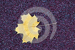 Maple leaf on asphalt