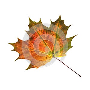 Maple leaf in autmn colouring isolated on white background