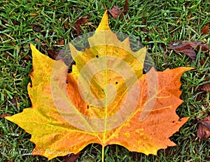 Maple Leaf in Autumn