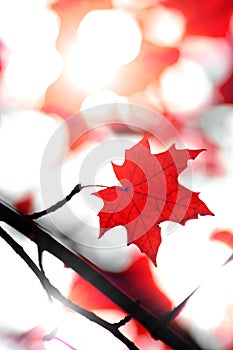 Maple leaf in autumn