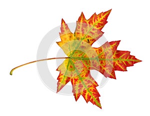 Maple leaf in autumn, Acer platanoides