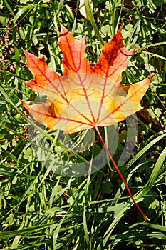 Maple Leaf in Autumn Acer platanoides