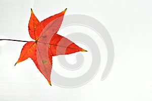 Maple Leaf