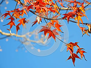 Maple leaf in autumn blue sky