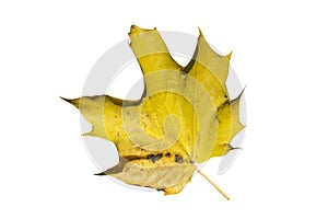 Maple leaf in autumn fall colour cut out and isolated on a white background