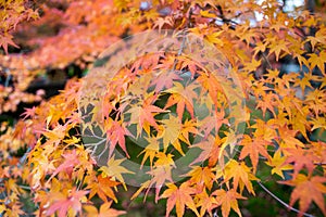 Maple leaf in autumn season