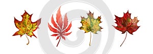 Maple leaf autumn set. Watercolor illustration. Fall season bright foliage collection. Vibrant color autumn maple leaves