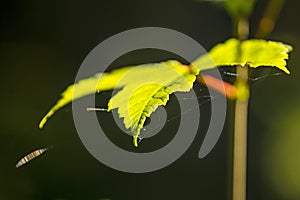 Maple leaf in back-light with spider webs