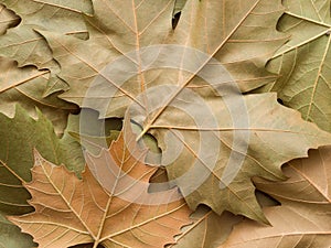 Maple leaf background